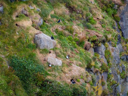 Foto de Loros marinos, un grupo de lindos y peculiares pajaritos en el hábitat natural, acantilado costero islandés, tiro de mano. Concepto de atracción de viajes y naturaleza. - Imagen libre de derechos