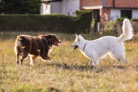 Two dogs enjoying play together outdoors, in the yard field. Canine behavior and interaction concept.
