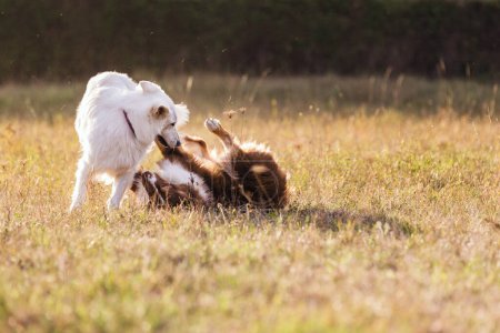 Foto de Dos perros disfrutando jugando juntos al aire libre, en el patio. Comportamiento canino y concepto de interacción. - Imagen libre de derechos