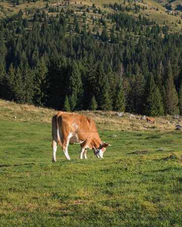 Brown cow grazing on meadow in mountains. Cattle on alpine pasture.