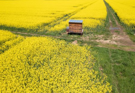 Hive in the beautiful yellow flowering rapeseed field, pastures for the bee colony, aerial shot. Beekeeping, oilseed rape, and nature concepts.