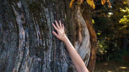 Téléchargez les photos : Jeune femme connectant et communiquant avec un vieil arbre majestueux, touchant et caressant son écorce. Nature et lien humain concept. - en image libre de droit