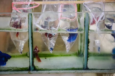 Foto de Acuario colorido con peces en el acuario - Imagen libre de derechos