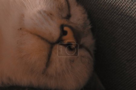 Foto de Cara de gato con piel blanca. - Imagen libre de derechos