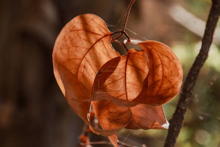 Photo for Autumn leaf on the tree - Royalty Free Image