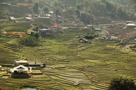 Téléchargez les photos : Magnifiques rizières au Vietnam - en image libre de droit