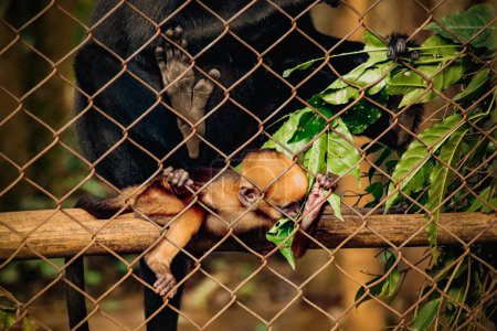 Téléchargez les photos : Singe avec bébé noir dans le zoo - en image libre de droit