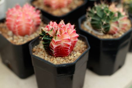 Téléchargez les photos : Cactus dans un pot - en image libre de droit