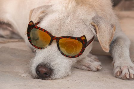 Photo for Cute chihuahua dog lying in sunglasses. summer holidays concept. - Royalty Free Image