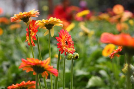 Téléchargez les photos : Fleurs orange dans le jardin - en image libre de droit