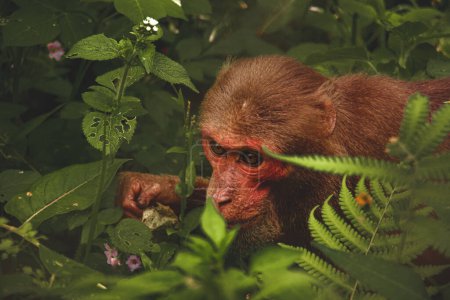 Foto de Mono rojo en la selva - Imagen libre de derechos