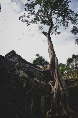 Photo for Ancient tree and stone ruins in the ta prohm temple, angkor wat - Royalty Free Image