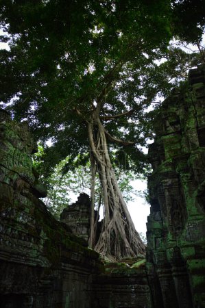 Foto de Ta prohm templo en cambodia, asia - Imagen libre de derechos