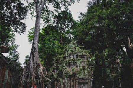 Photo for Wat ta prohm temple in siem reap, cambodia. - Royalty Free Image