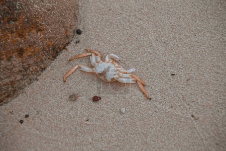 Téléchargez les photos : Crabe de mer sur la plage - en image libre de droit