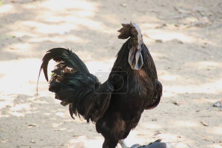 Foto de Especies de pollo negro tomadas en Ben Tre - Imagen libre de derechos