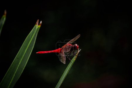 Photo for Dragonfly on a leaf - Royalty Free Image
