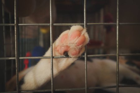 Téléchargez les photos : Chien mignon dormant sur la cage - en image libre de droit
