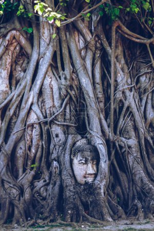 Foto de Joven sentado en las raíces de los árboles - Imagen libre de derechos