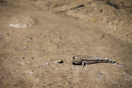 Photo for Lizard in the sand of the beach - Royalty Free Image