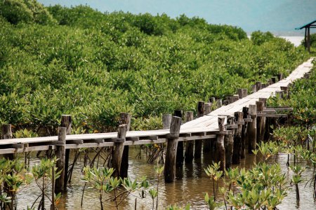 Téléchargez les photos : Pont sur la forêt de mangroves - en image libre de droit
