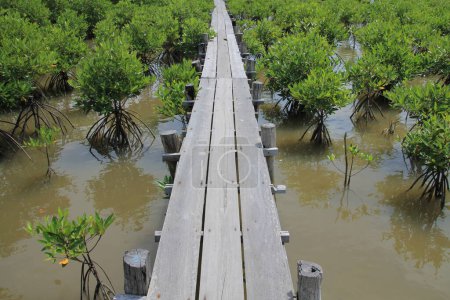 Foto de Árboles de manglar en el río manglar - Imagen libre de derechos