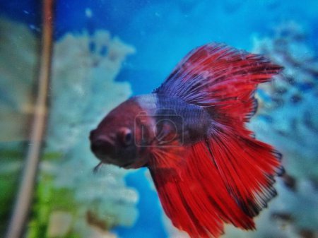 Téléchargez les photos : Gros plan couleur rouge Siamois poissons de combat dans Aquarium sous l'eau - en image libre de droit