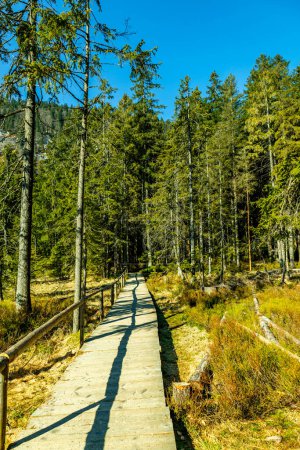 Foto de Caminata de primavera en el bosque bávaro desde Groer Arbersee hasta la cumbre de Groer Arber - Baviera - Alemania - Imagen libre de derechos