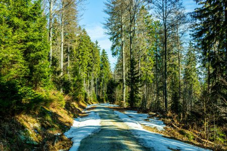 Photo for Spring hike in the Bavarian Forest from the Groer Arbersee to the Groer Arber summit - Bavaria - Germany - Royalty Free Image