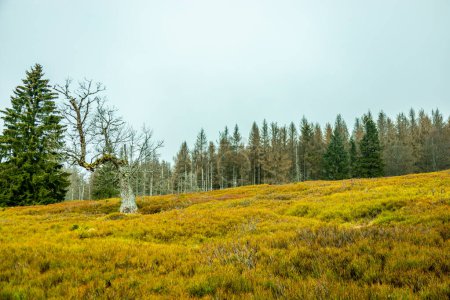 Foto de Caminata de primavera en el bosque de Baviera a Zwieselter Puño en la frontera con la República Checa - Baviera - Alemania - Imagen libre de derechos