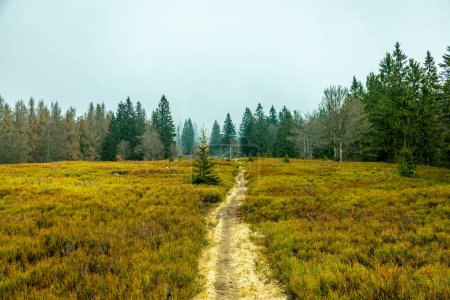 Foto de Caminata de primavera en el bosque de Baviera a Zwieselter Puño en la frontera con la República Checa - Baviera - Alemania - Imagen libre de derechos
