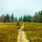 Spring hike in the Bavarian Forest to Zwieselter Fist on the border with the Czech Republic - Bavaria - Germany