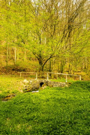 Un corto recorrido de senderismo desde Bad Liebenstein hasta Rennsteig, incluyendo el despertar de primavera en el Parque de Altenstein bajo el sol glorioso - Turingia - Alemania