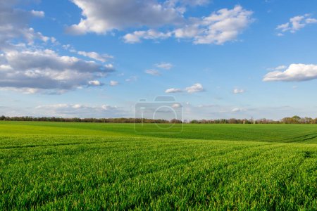 Photo for Verdant Wheat Fields in Bloom - Royalty Free Image