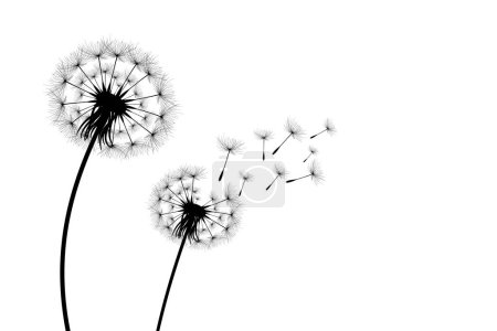 Illustration for Vector illustration dandelion time. Black Dandelion seeds blowing in the wind. The wind inflates a dandelion isolated on white background - Royalty Free Image
