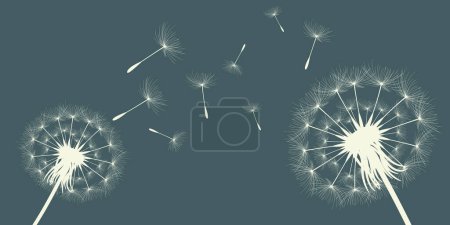Illustration for Vector illustration of dandelion time. Beautiful realistic Dandelion seeds blowing in the wind. The wind inflates a dandelion isolated in an editable evening background. - Royalty Free Image