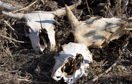 Téléchargez les photos : Trois crânes de vache sont dispersés dans l'herbe fanée fanée. os rongés brillamment éclairés par le soleil près de l'abattoir. concept de mort, flétrissement - en image libre de droit