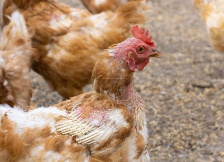 Photo for Old ginger hen with bald patches on head, neck and cut off wings. domestic chicken disease - Royalty Free Image