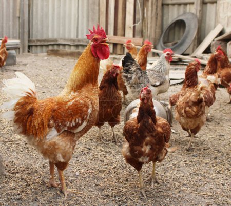 Téléchargez les photos : Ginger cock screams surrounded by chickens in rustic yard - en image libre de droit