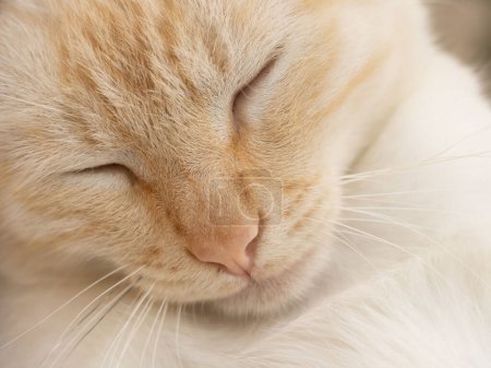 Foto de Cute white cat with ginger muzzle is sleeping. close up portrait of sleeping beautiful cat with bowed head - Imagen libre de derechos