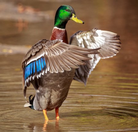 Un ánade real macho de pie en un estanque poco profundo y agitando sus alas 
