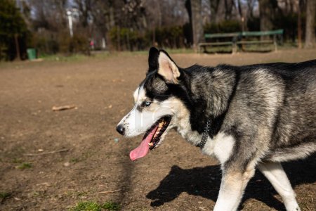 chien husky sibérien jouant dans le parc

