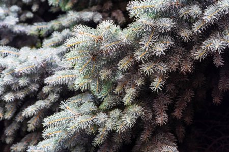 Photo for Silver pine tree, silver spruce pine, fir tree brunches closeup photo - Royalty Free Image