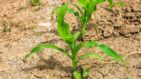 Close up of fresh and  little corn plants on a field, rural corn growing concept.