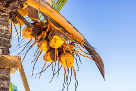 Gelbe Kokosnüsse auf einem Baum am exotischen tropischen Strand