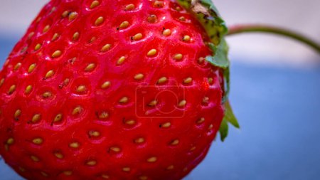 Nahaufnahme von frischen Erdbeeren mit Samen-Achenes. Details einer frischen reifen roten Erdbeere.