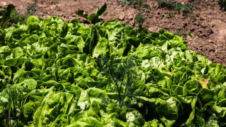 Gardening composition with fresh green lettuce in a garden.