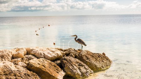 Bahamas Coco Cay Caribbean Island - Oasis de plage de luxe