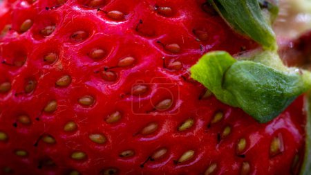 Nahaufnahme von frischen Erdbeeren mit Samen-Achenes. Details einer frischen reifen roten Erdbeere.