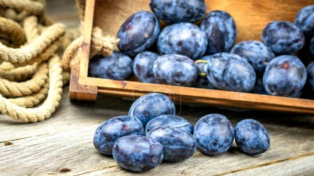 Prunes bleues mûres dans une caisse en bois dans une composition rustique.